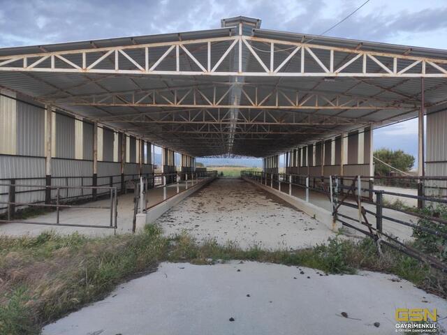 22-İZMİR DİKİLİ BAHÇELİ MAHALLESİNDE DENİZE 3. PARSEL 48.000 M2 İÇERİSİNDE KURULU 4000 BÜYÜKBAŞLIK RUHSATLI ÇİFTLİK